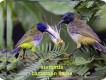 1304040400 - 000 - cameroon limbe Bird, Sunbird Reichenbachs3